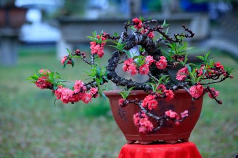 Mệnh Kim hợp với cây gì? | Tử Vi Cổ Học