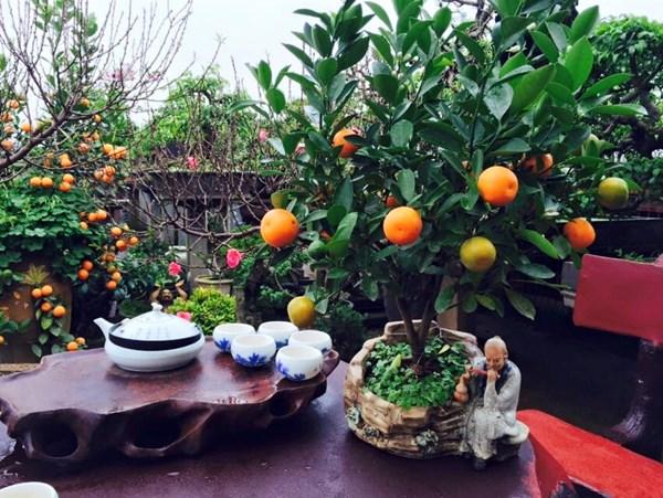 Những loài cây may mắn cát tường trong phong thủy | Tử Vi Cổ Học