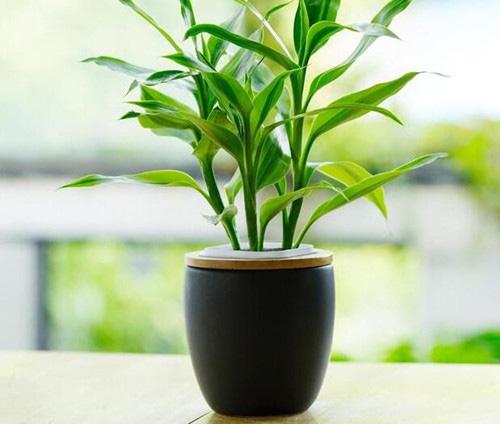 Trúc phú quý – bày đúng vị trí rước quý khí vào nhà | Tử Vi Cổ Học