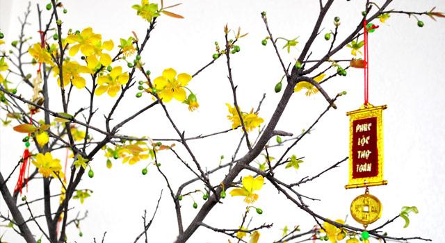 Những loài cây may mắn cát tường trong phong thủy | Tử Vi Cổ Học