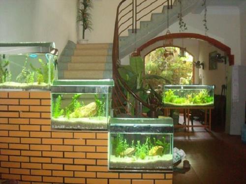 3 vị trí bày bể cá phong thủy dễ khiến gia chủ thất nghiệp | Tử Vi Cổ Học