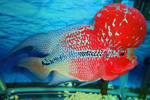 Chọn bể cá hợp phong thủy thôi chưa đủ, muốn RƯỚC LỘC vào nhà, cần biết cách chọn cá cảnh đúng “chuẩn” | Tử Vi Cổ Học