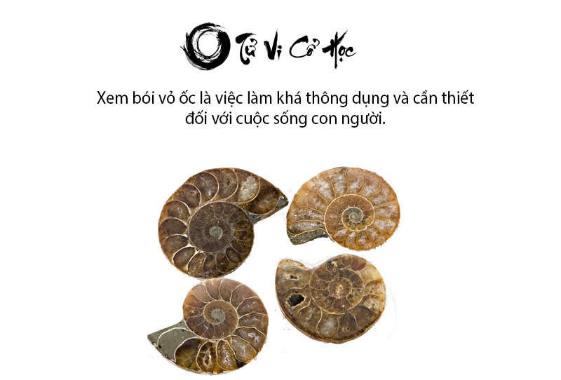 Xem bói vỏ ốc đoán tính cách chính xác - Tử Vi Cổ Học