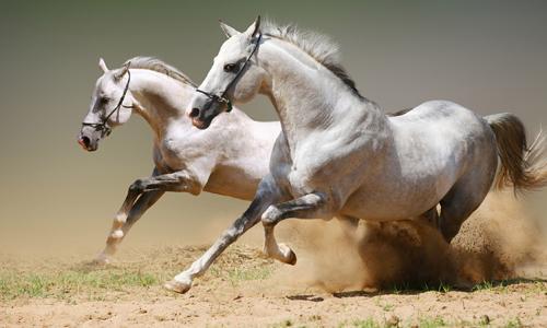 Tuổi Mùi, tuổi Ngọ thế nào trong năm 2018? | Tử Vi Cổ Học