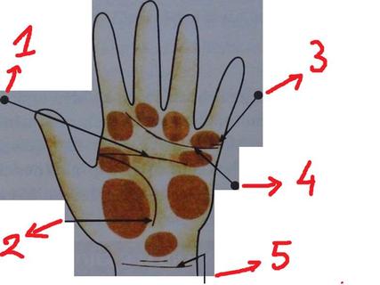 Kiến thức cơ bản trong thuật xem bói tướng tay | Tử Vi Cổ Học
