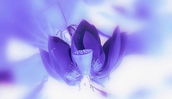 Tử vi trọn đời 2014 Bính Tuất (nữ) | Tử Vi Cổ Học