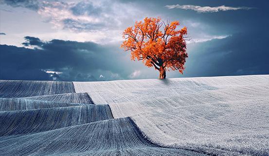 Tử vi trọn đời 2014 Nhâm Thân (nữ) | Tử Vi Cổ Học