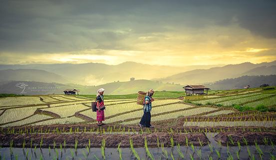 Tử vi trọn đời 2014 Ất Dậu (nữ) | Tử Vi Cổ Học