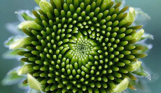 Tử vi trọn đời 2014 Ất Mão (nữ) | Tử Vi Cổ Học