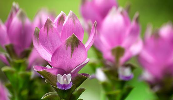 Tử vi trọn đời 2014 Bính Thân (nam) | Tử Vi Cổ Học