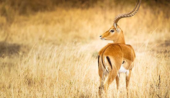 Tử vi trọn đời 2014 Ất Mùi (nữ) | Tử Vi Cổ Học