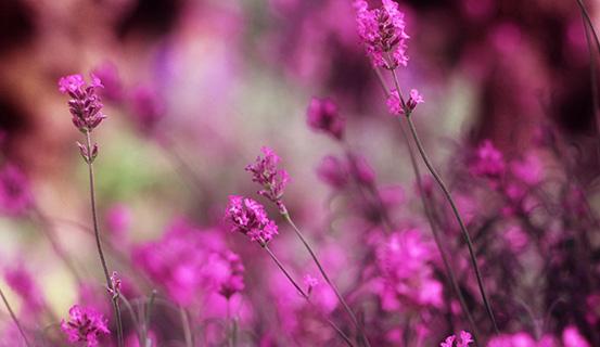 Tử vi trọn đời 2014 Quý Mão (nam) | Tử Vi Cổ Học