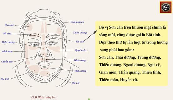 Đặc điểm Sống mũi chỉ ra Bạn là người như thế nào | Tử Vi Cổ Học