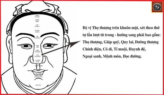 Bộ vị tài phú, tài lộc nằm ở đâu trên mặt? | Tử Vi Cổ Học